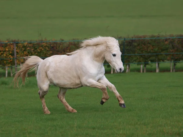 Grey Welsh Section Stallion Plays Paddock — Stockfoto