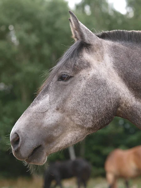 Colpo Testa Bel Cavallo Uno Sfondo Naturale — Foto Stock