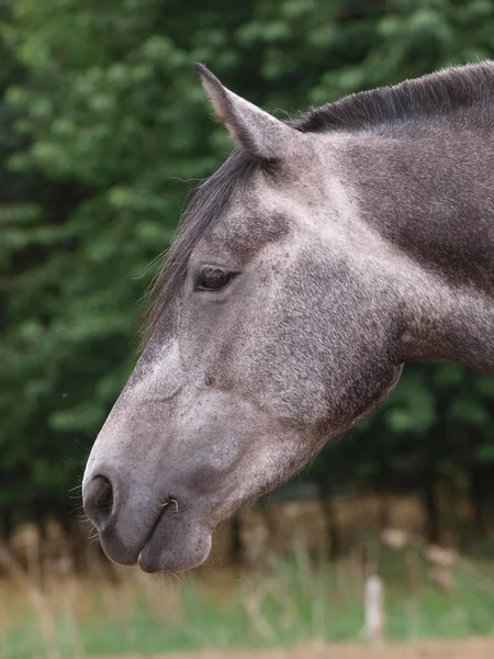 Tiro Cabeza Bonito Caballo Contra Telón Fondo Natural — Foto de Stock