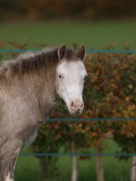 Snímek Hlavy Mladého Velšského Poníka Modrým Okem Stojící Ohradě — Stock fotografie