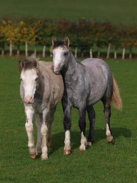 Zwei Junge Walisische Ponys Interagieren Gemeinsam Auf Einer Koppel — Stockfoto