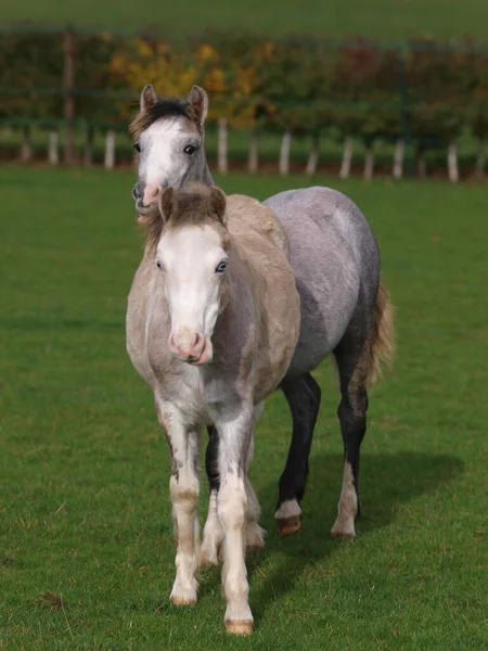 Two Young Welsh Ponies Interact Together Paddock — Stock Photo, Image