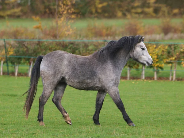 Poney Gris Gallois Joue Dans Enclos — Photo