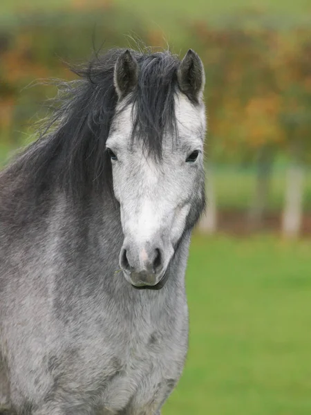 Huvudbild Ung Walesisk Ponny Med Ett Vackert Huvud Stående Hage — Stockfoto