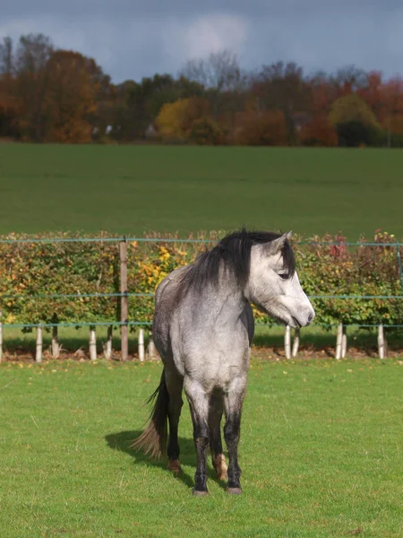 Ein Hübsches Junges Walisisches Pony Steht Einer Grasbewachsenen Koppel — Stockfoto