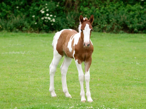 Beautiful Skewbald Foal Stands Paddock — Stock Photo, Image