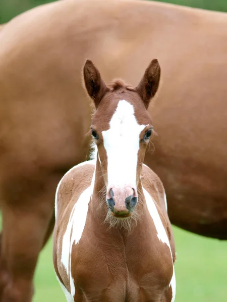 Beautiful Chestnut Mare Her Skewbald Foal Stand Paddock — Stock Photo, Image