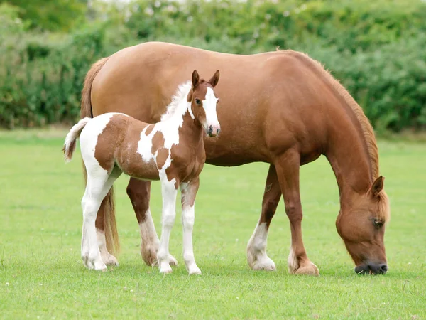 可愛いです栗色の雌馬とともに彼女の髭を生やしています — ストック写真