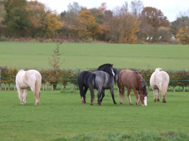 Küçük bir Galli midilli sürüsü Çimenli bir çayırda güzel bir ışıkta.
