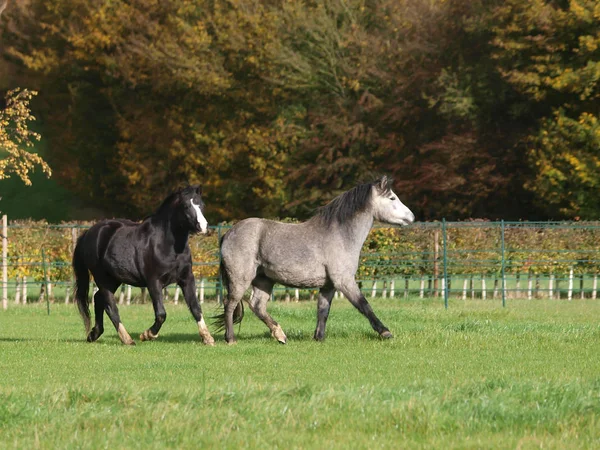 Eine Kleine Herde Walisischer Ponys Einer Grasbewachsenen Koppel Bei Schönem — Stockfoto