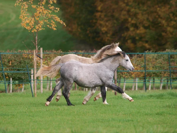 Petit Troupeau Poneys Gallois Dans Enclos Herbeux Dans Une Belle — Photo