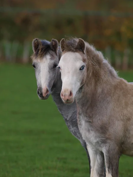 Head Shot Two Young Welsh Ponies Standing Next Each Other — Stock Photo, Image