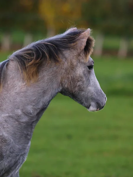 Ett Huvud Skott Ung Walesisk Ponny Tittar Bort Från Kameran — Stockfoto