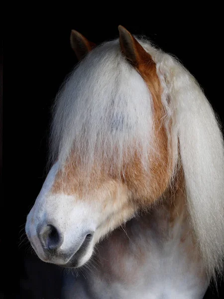 Hlava Záběr Ohromující Haflinger Proti Černému Pozadí — Stock fotografie