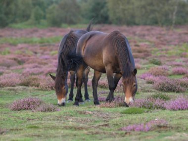 Kırlık arazide otlayan iki nadir tür Exmoor midillisi..