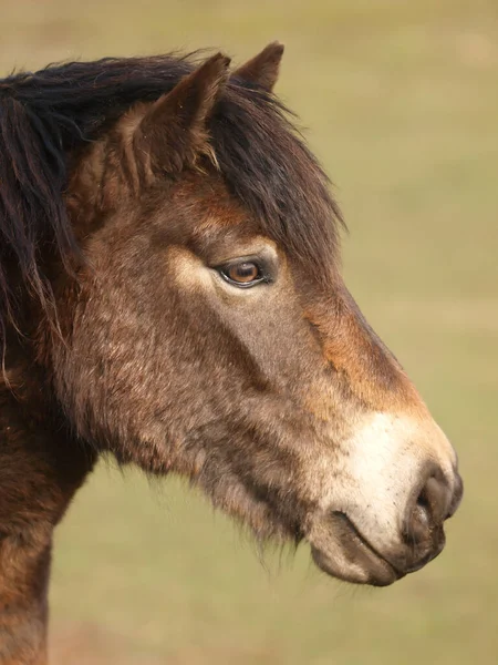 Голова Редкой Породы Exmoor Pony — стоковое фото