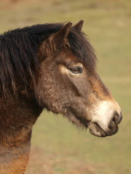 一个稀有品种Exmoor小马的头像 — 图库照片