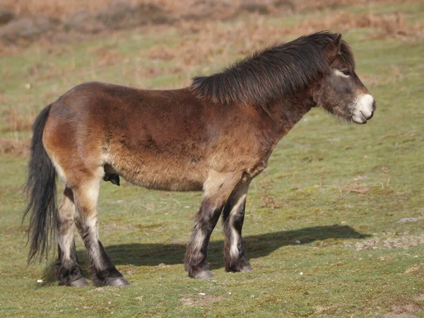 Een Zeldzaam Ras Exmoor Pony Grazen Heide Land — Stockfoto