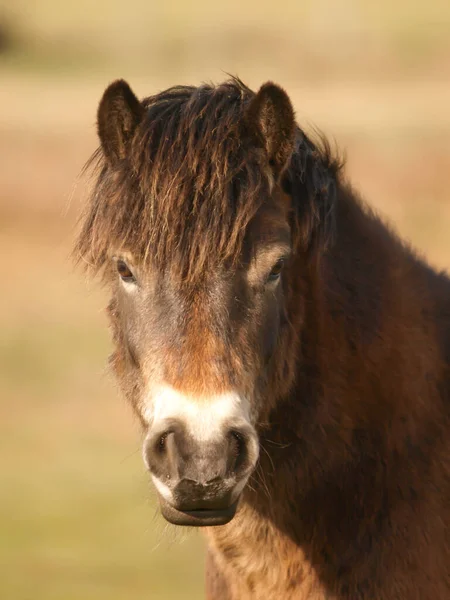 Een Headshot Van Een Zeldzaam Ras Exmoor Pony — Stockfoto