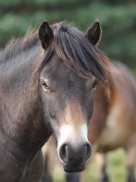 Голова Редкой Породы Exmoor Pony — стоковое фото