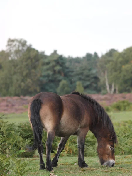 Une Race Rare Exmoor Poney Pâturage Sur Lande — Photo