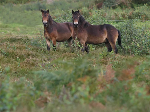Två Sällsynta Rasen Exmoor Ponies Betar Heden Mark — Stockfoto