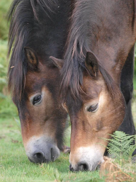 Two Rare Breed Exmoor Ponies Grazing Moor Land — ストック写真