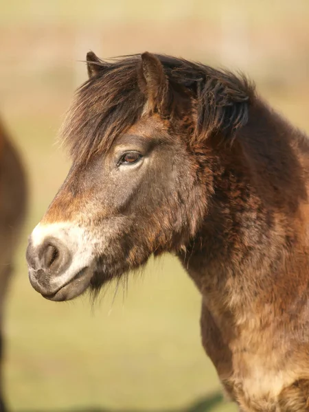 Headshot Rare Breed Exmoor Pony — Stock Photo, Image