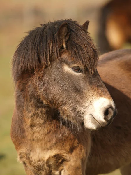 Zdjęcie Głowy Rzadkiej Rasy Kucyka Exmoor — Zdjęcie stockowe