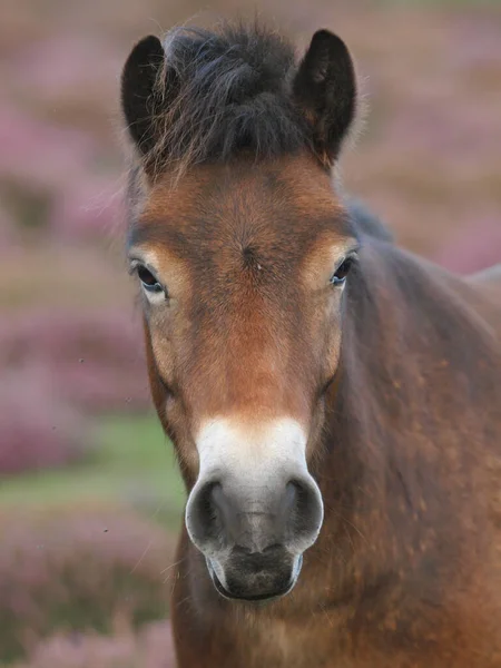 Fejlövés Egy Ritka Fajta Exmoor Póni — Stock Fotó