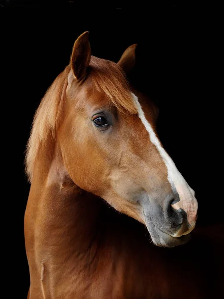 在黑色背景下拍摄的栗子威尔士C节小马的头像 — 图库照片