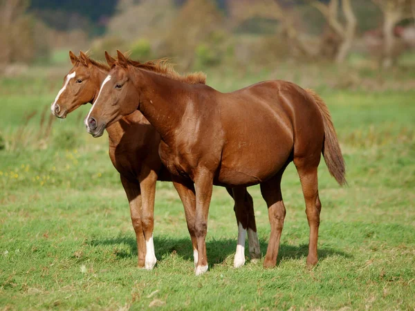 Eine Atemberaubende Stute Und Ihr Warmblutfohlen Stehen Einer Großen Grasbewachsenen — Stockfoto