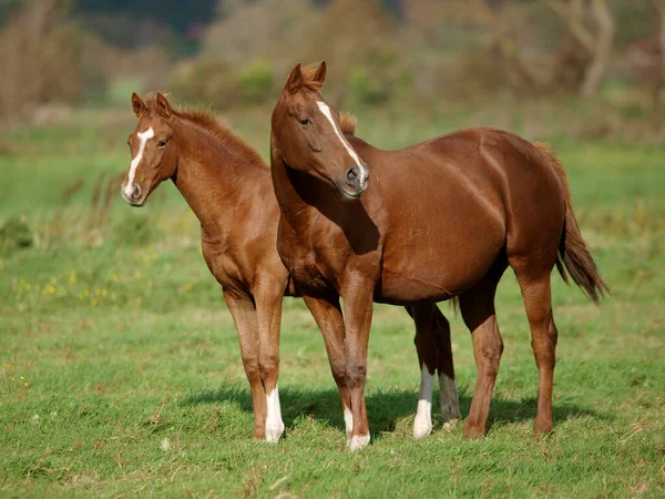 Stunning Mare Her Warm Blood Foal Stand Large Grassy Paddock — Stock Photo, Image