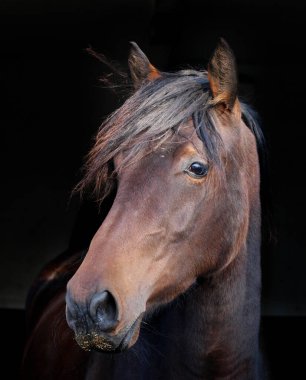 Siyah bir arka planda bir Bay Horse 'un kafa fotoğrafı..
