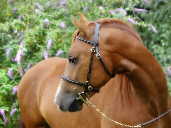 Ein Kopfschuss Eines Walisischen Sektion Ponys Aus Kastanien Vor Einem — Stockfoto