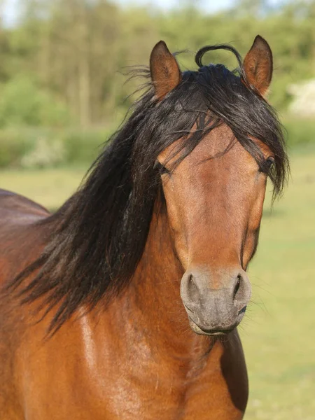 Tiro Cabeza Bonito Pony Nativo Paddock —  Fotos de Stock