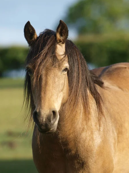 Ett Huvud Skott Vacker Infödd Ponny Hage — Stockfoto