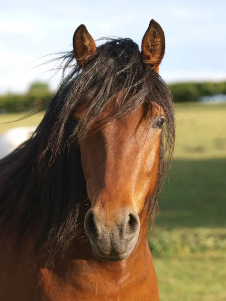 Kopfschuss Eines Hübschen Einheimischen Ponys Auf Der Koppel — Stockfoto