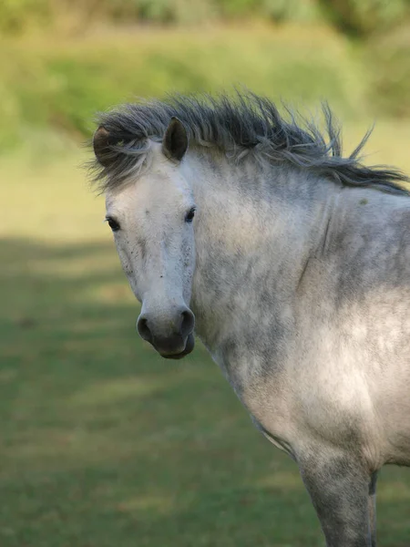 Tiro Cabeza Bonito Pony Nativo Paddock —  Fotos de Stock