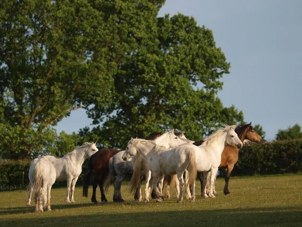 Een Kleine Kudde Van Britse Pony Staan Een Veld Prachtig — Stockfoto