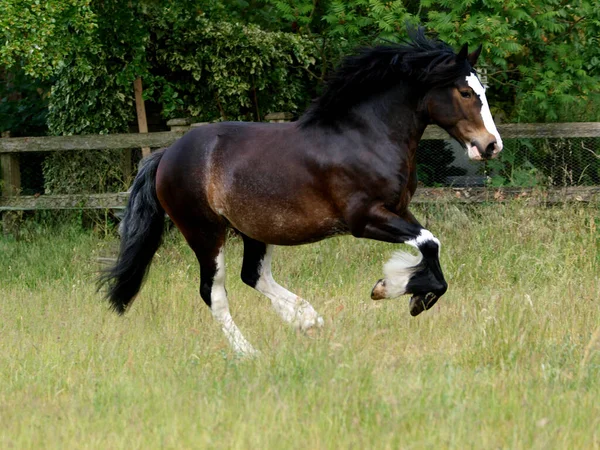 暗い湾の一部は 草の多い夏のパドックで自由の馬を飼育しました — ストック写真