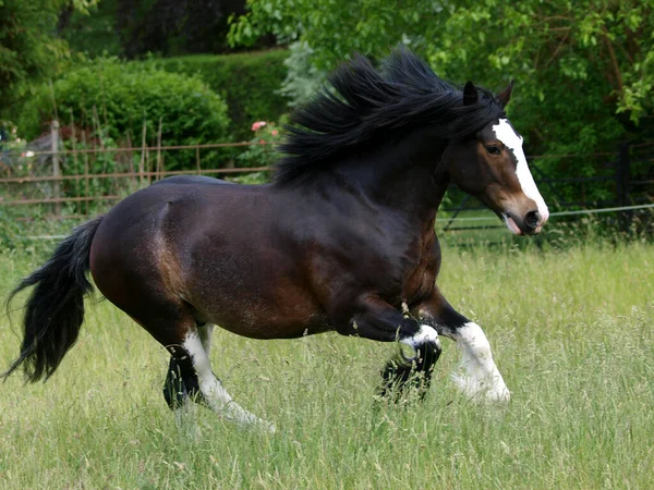 Uma Parte Escura Baía Criou Cavalo Shire Liberdade Uma Pastagem — Fotografia de Stock