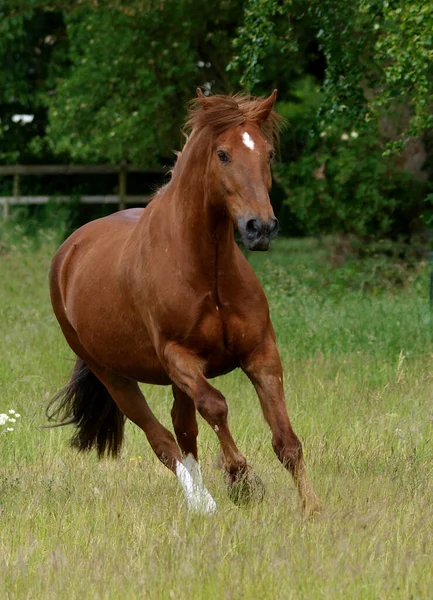 栗子部分在长满青草的夏季牧场上自由繁殖的马 — 图库照片