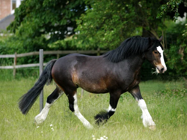 Dark Bay Part Breed Shire Horse Liberty Grassy Summer Paddock — Stock fotografie