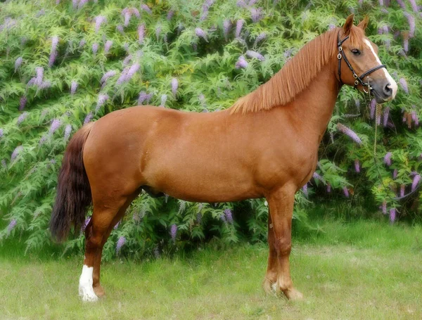 Chupito Castaño Sección Galesa Pony Sobre Fondo Floral Bonito — Foto de Stock