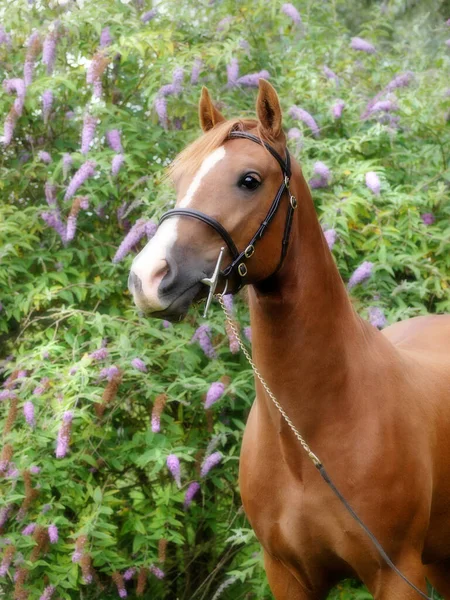 一个栗子威尔士C区小马的头像在美丽的花朵背景下拍摄 — 图库照片