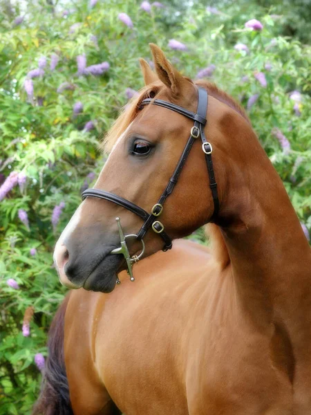 Tiro Cabeza Pony Castaño Sección Galés Sobre Fondo Muy Floral —  Fotos de Stock