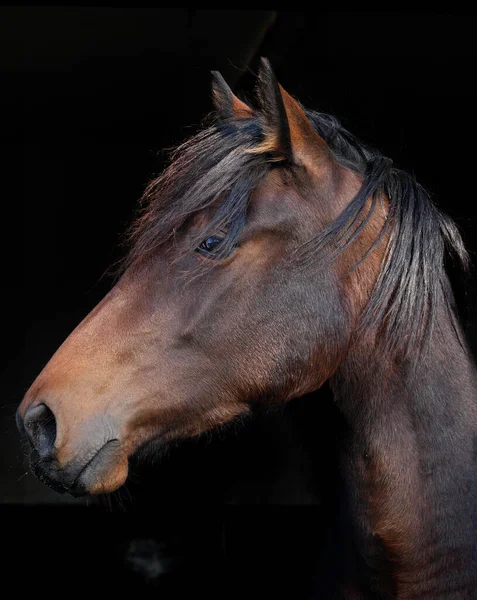 Een Hoofd Shot Van Een Baai Paard Tegen Een Zwarte — Stockfoto