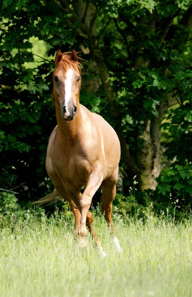 一匹阿拉伯栗子马在长草围场里自由自在地玩耍着 — 图库照片