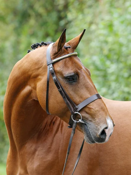 Disparo Cabeza Impresionante Semental Bahía Una Brida Snaffle Mostrando Los —  Fotos de Stock